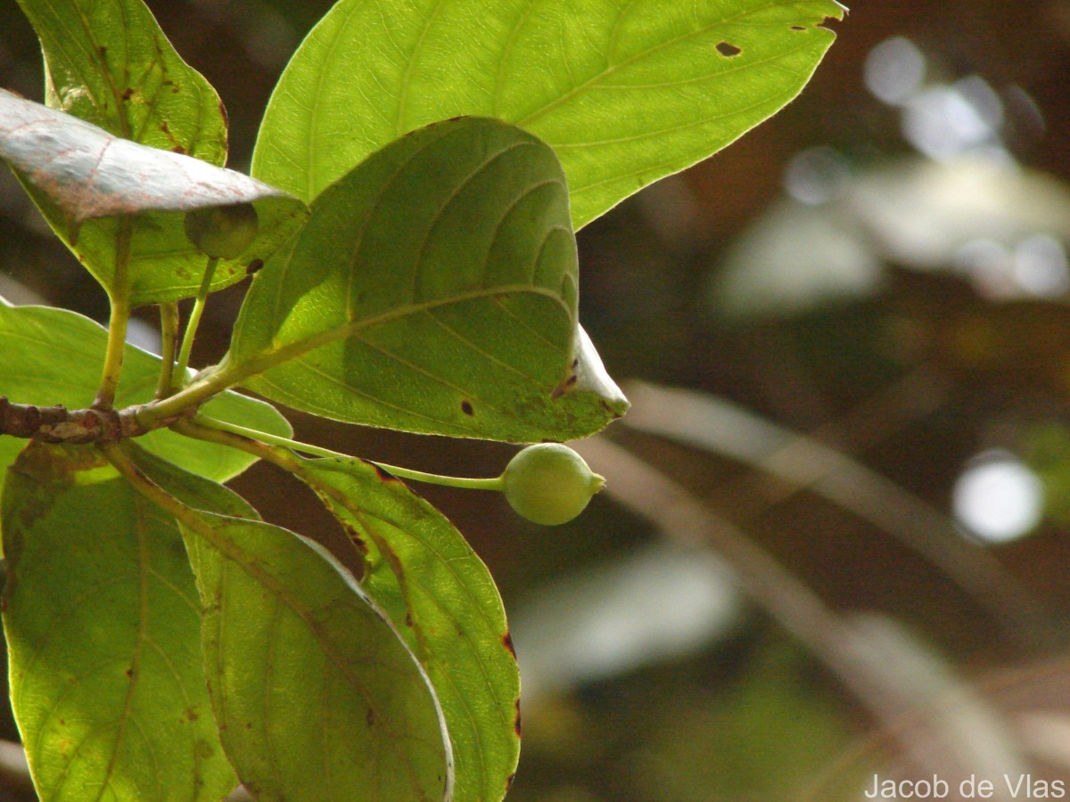 Timonius flavescens (Jacq.) Baker